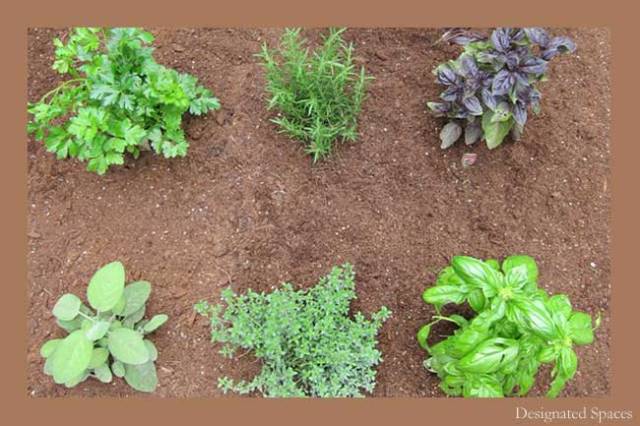 Herb Garden